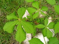 Kastanienbaum 003.JPG